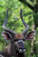 Tembe Elephant Park 3